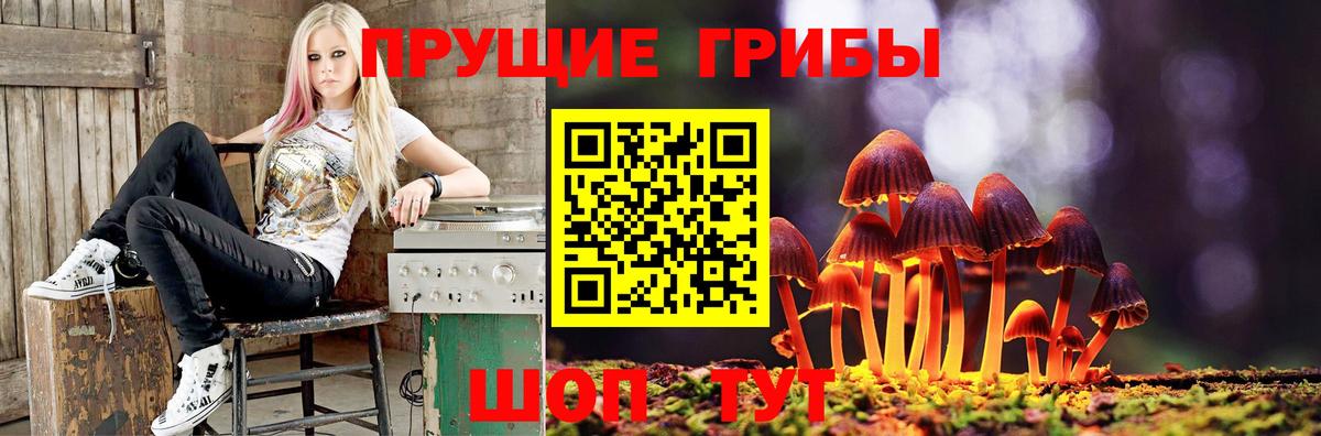 Галлюциногенные грибы Psilocybe Сертолово